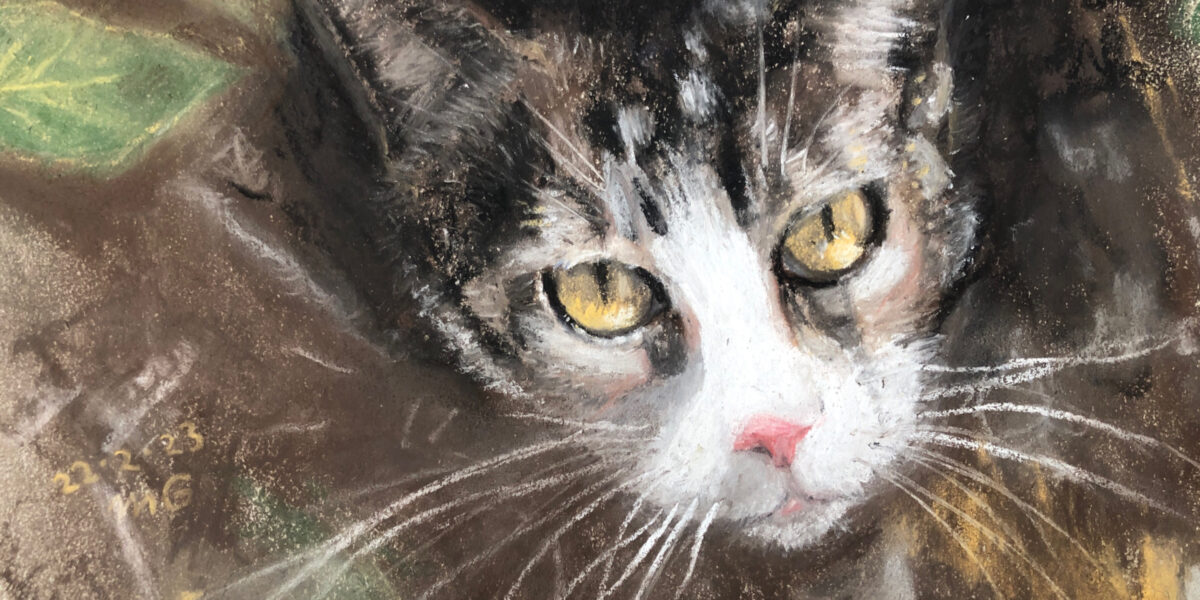 Billy cat illustration using soft pastels by Mina Grieve